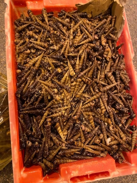 Ốc 'lạ' dạt kín đặc bờ biển Quảng Bình ảnh 4