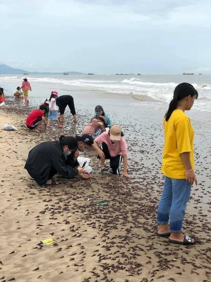 Ốc 'lạ' dạt kín đặc bờ biển Quảng Bình ảnh 3