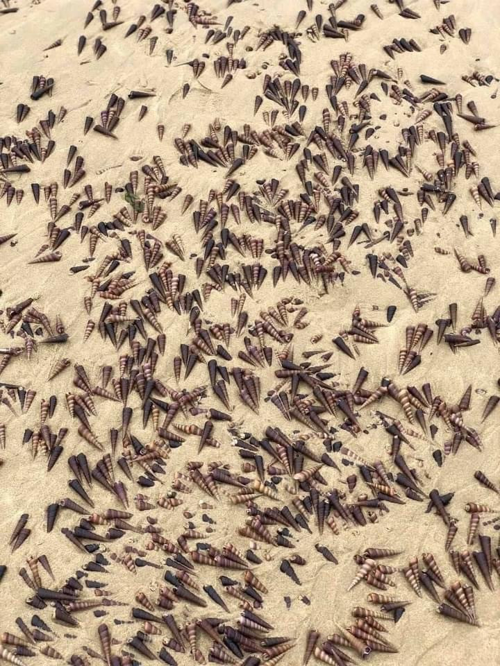 Ốc 'lạ' dạt kín đặc bờ biển Quảng Bình ảnh 2