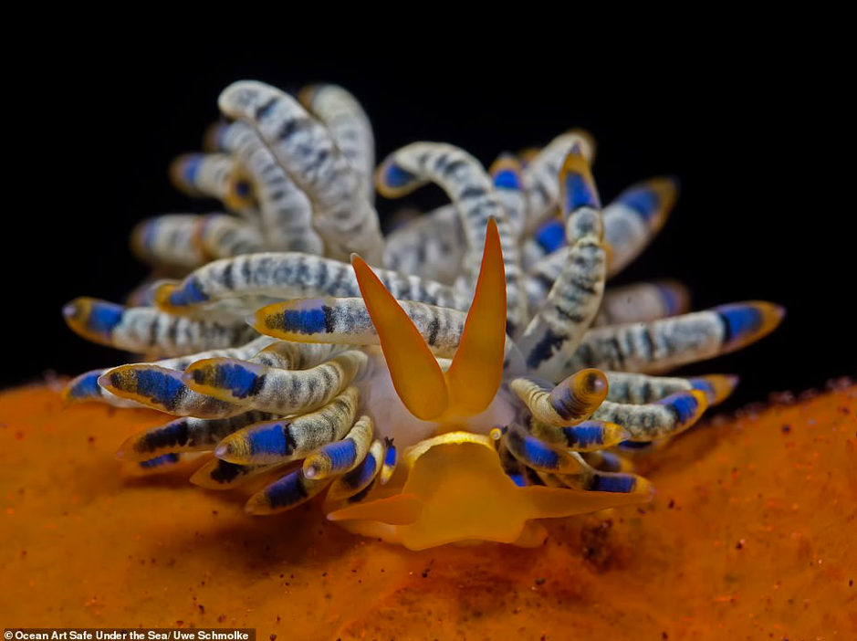 Ảnh về đại dương đẹp sửng sốt ảnh 14