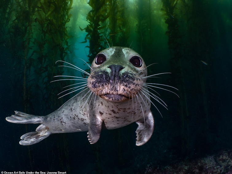 Ảnh về đại dương đẹp sửng sốt ảnh 2