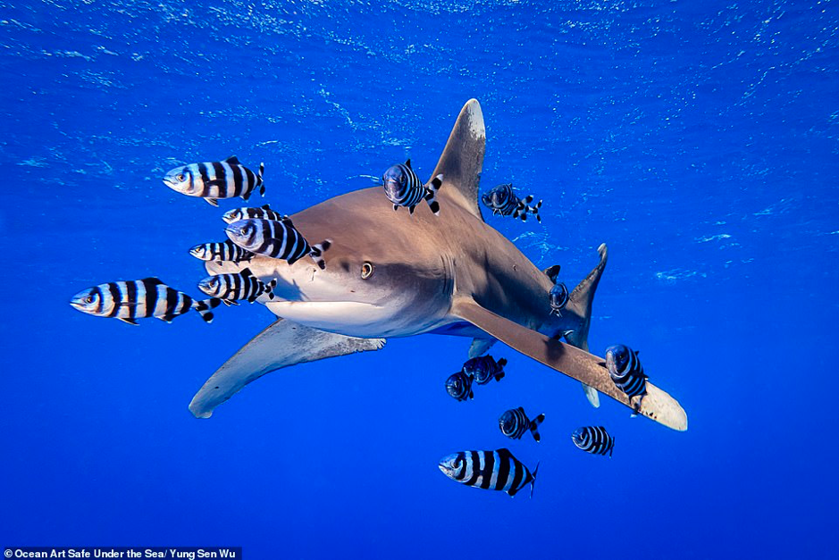 Ảnh về đại dương đẹp sửng sốt ảnh 3