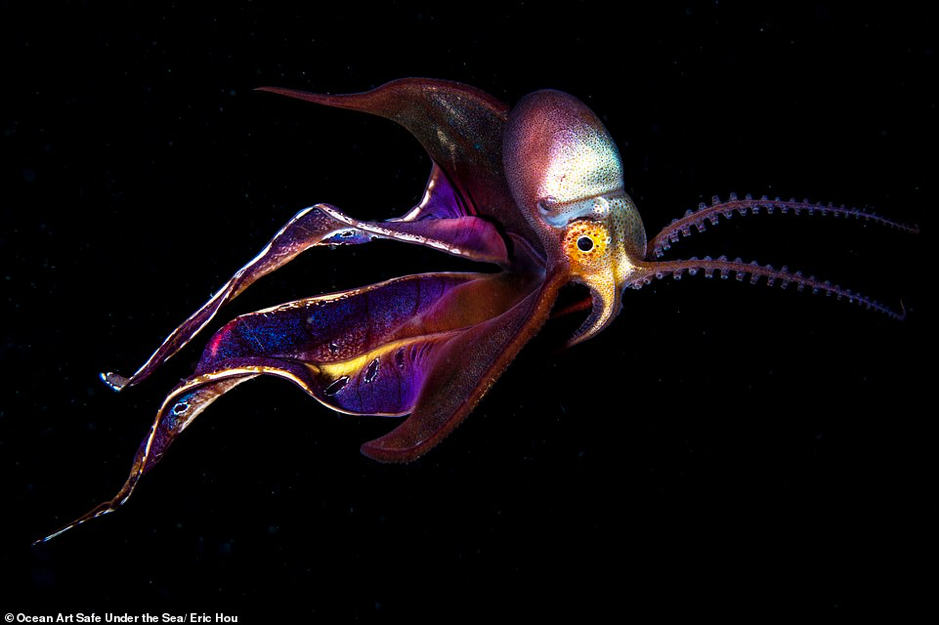 Ảnh về đại dương đẹp sửng sốt ảnh 16