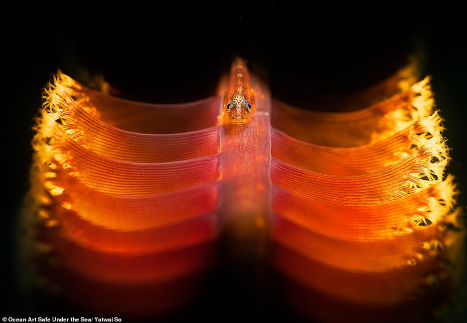 Ảnh về đại dương đẹp sửng sốt ảnh 12