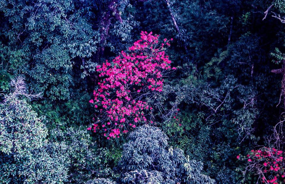 Mê mẩn ngắm hoa đỗ quyên cổ thụ trăm tuổi rực rỡ trên đỉnh Hoàng Liên Sơn ảnh 3