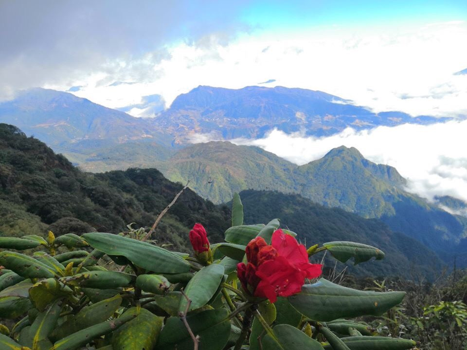 Mê mẩn ngắm hoa đỗ quyên cổ thụ trăm tuổi rực rỡ trên đỉnh Hoàng Liên Sơn ảnh 8
