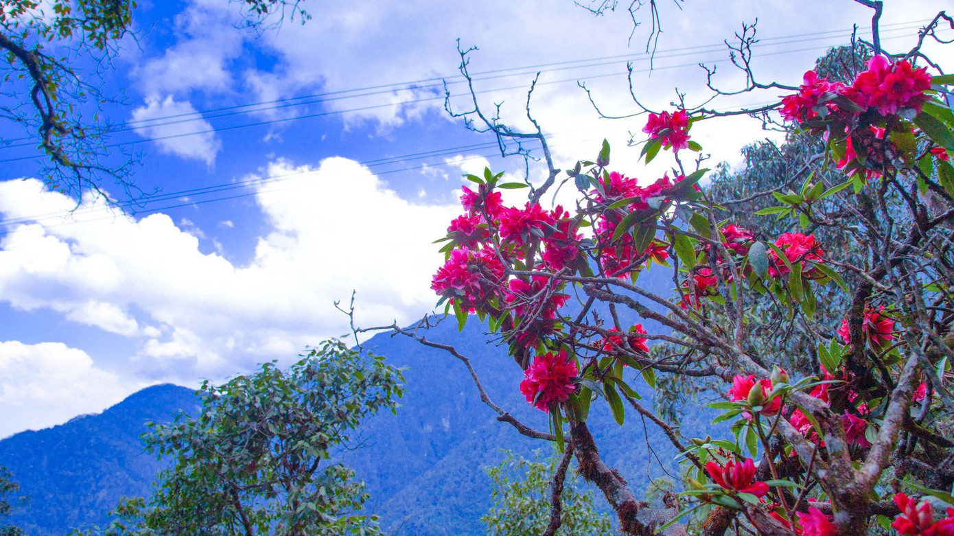 Mê mẩn ngắm hoa đỗ quyên cổ thụ trăm tuổi rực rỡ trên đỉnh Hoàng Liên Sơn ảnh 16