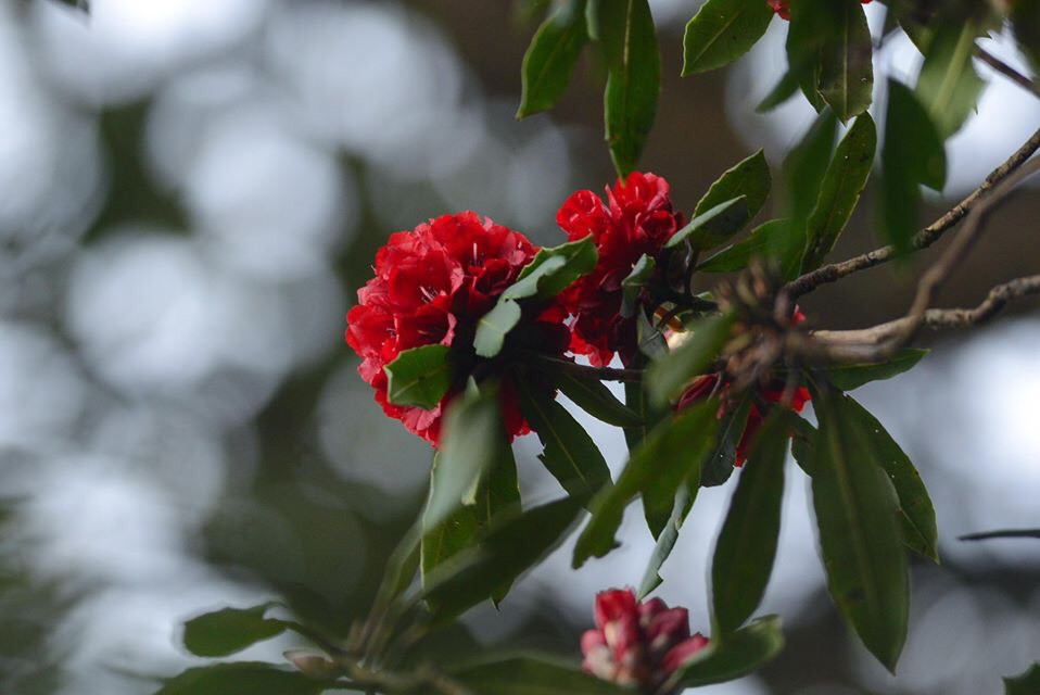 Mê mẩn ngắm hoa đỗ quyên cổ thụ trăm tuổi rực rỡ trên đỉnh Hoàng Liên Sơn ảnh 13