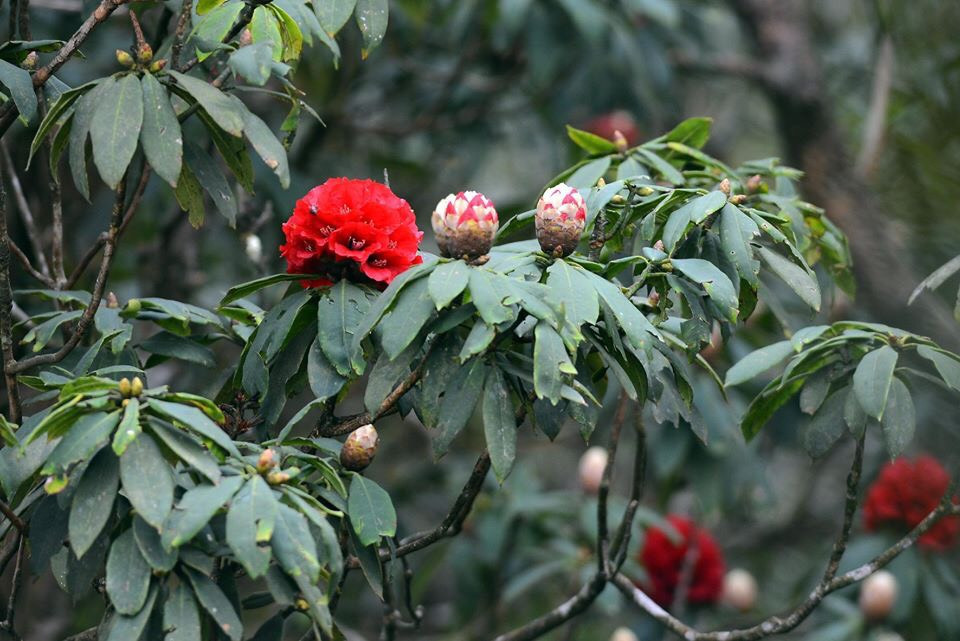 Mê mẩn ngắm hoa đỗ quyên cổ thụ trăm tuổi rực rỡ trên đỉnh Hoàng Liên Sơn ảnh 9