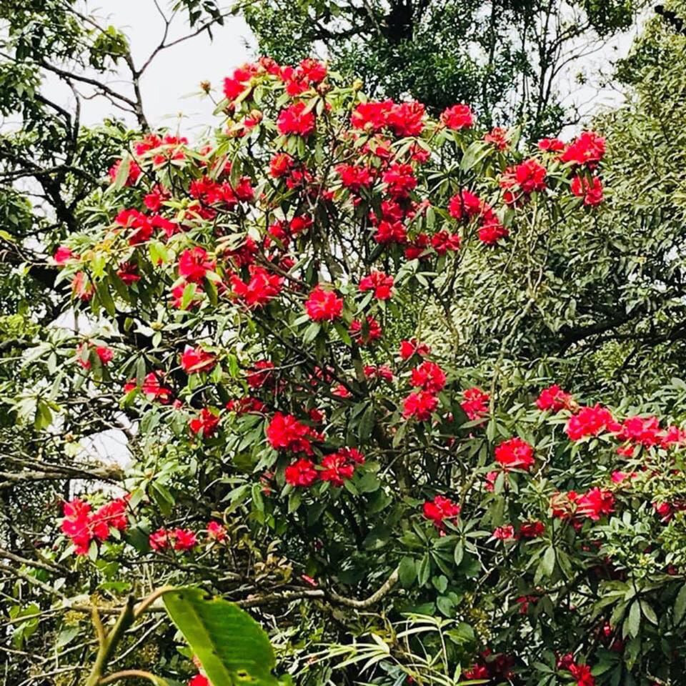 Mê mẩn ngắm hoa đỗ quyên cổ thụ trăm tuổi rực rỡ trên đỉnh Hoàng Liên Sơn ảnh 2