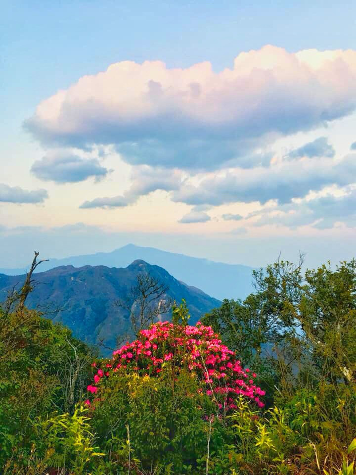 Mê mẩn ngắm hoa đỗ quyên cổ thụ trăm tuổi rực rỡ trên đỉnh Hoàng Liên Sơn ảnh 1 Mê mẩn ngắm hoa đỗ quyên cổ thụ trăm tuổi rực rỡ trên đỉnh Hoàng Liên Sơn ảnh 1