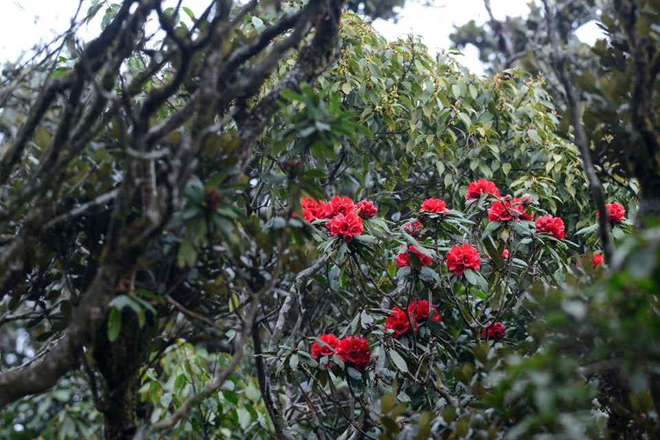 Mê mẩn ngắm hoa đỗ quyên cổ thụ trăm tuổi rực rỡ trên đỉnh Hoàng Liên Sơn ảnh 14