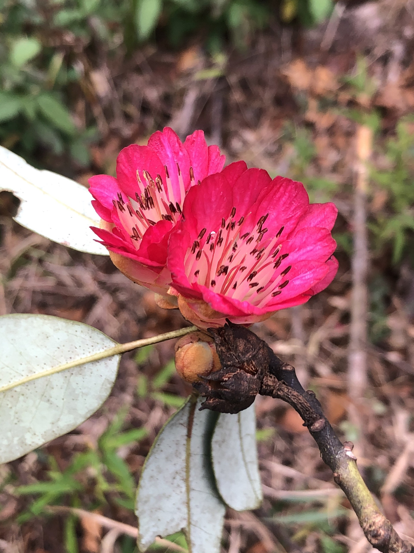 Mê mẩn ngắm hoa đỗ quyên cổ thụ trăm tuổi rực rỡ trên đỉnh Hoàng Liên Sơn ảnh 4