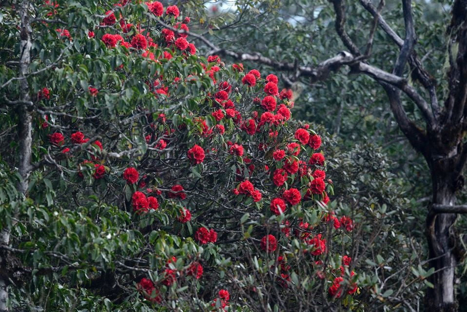 Mê mẩn ngắm hoa đỗ quyên cổ thụ trăm tuổi rực rỡ trên đỉnh Hoàng Liên Sơn ảnh 12