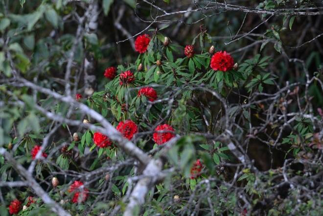 Mê mẩn ngắm hoa đỗ quyên cổ thụ trăm tuổi rực rỡ trên đỉnh Hoàng Liên Sơn ảnh 10