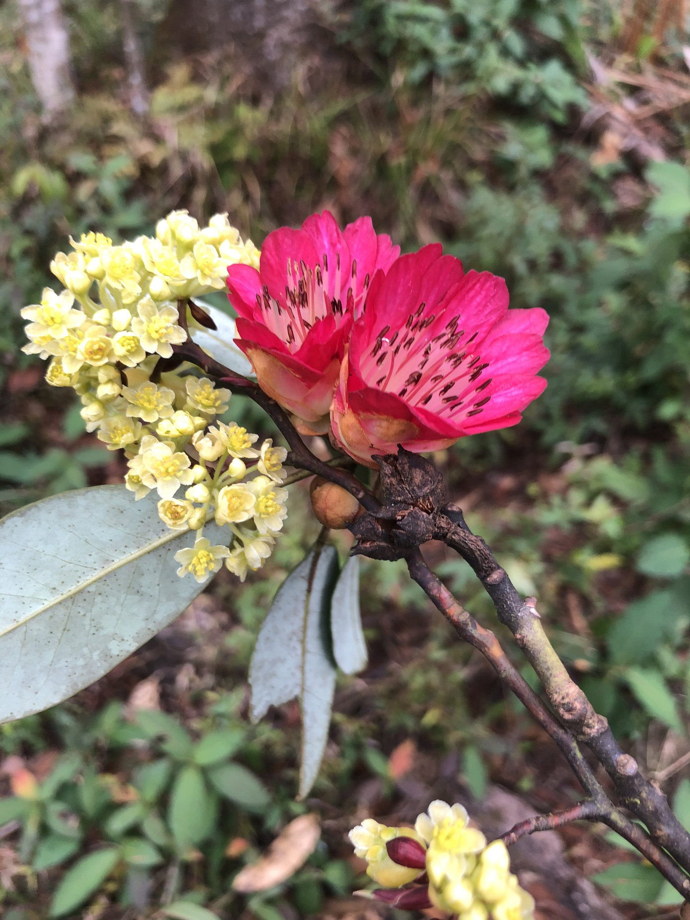 Mê mẩn ngắm hoa đỗ quyên cổ thụ trăm tuổi rực rỡ trên đỉnh Hoàng Liên Sơn ảnh 5