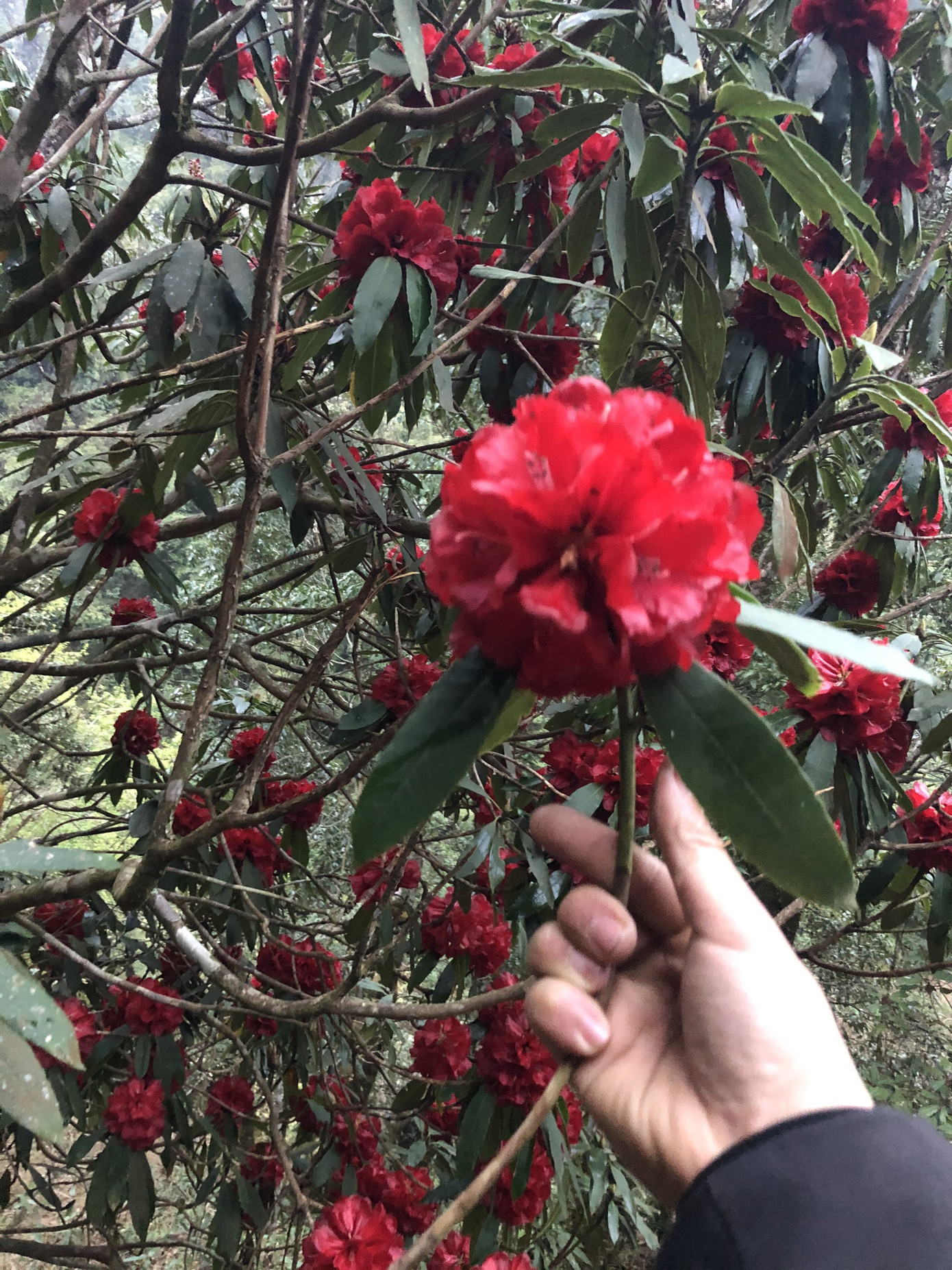 Mê mẩn ngắm hoa đỗ quyên cổ thụ trăm tuổi rực rỡ trên đỉnh Hoàng Liên Sơn ảnh 6