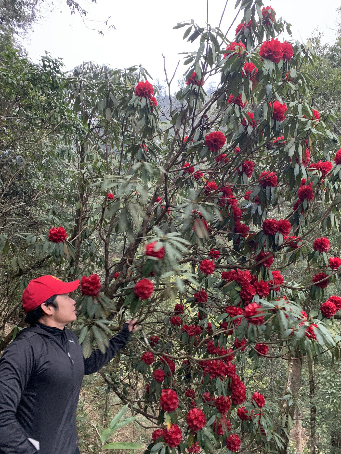 Mê mẩn ngắm hoa đỗ quyên cổ thụ trăm tuổi rực rỡ trên đỉnh Hoàng Liên Sơn ảnh 7