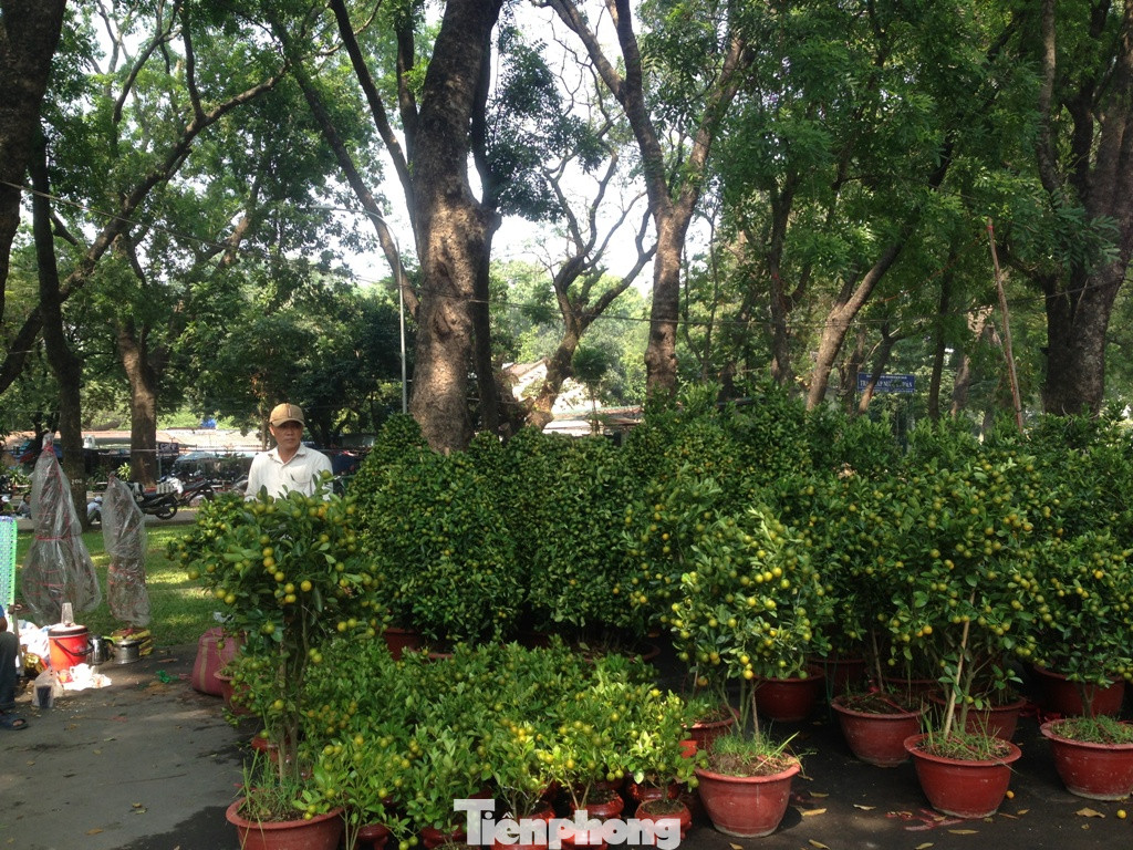 29 tết ở Sài Gòn: Đào bung sắc, sức mua rất chậm ảnh 6