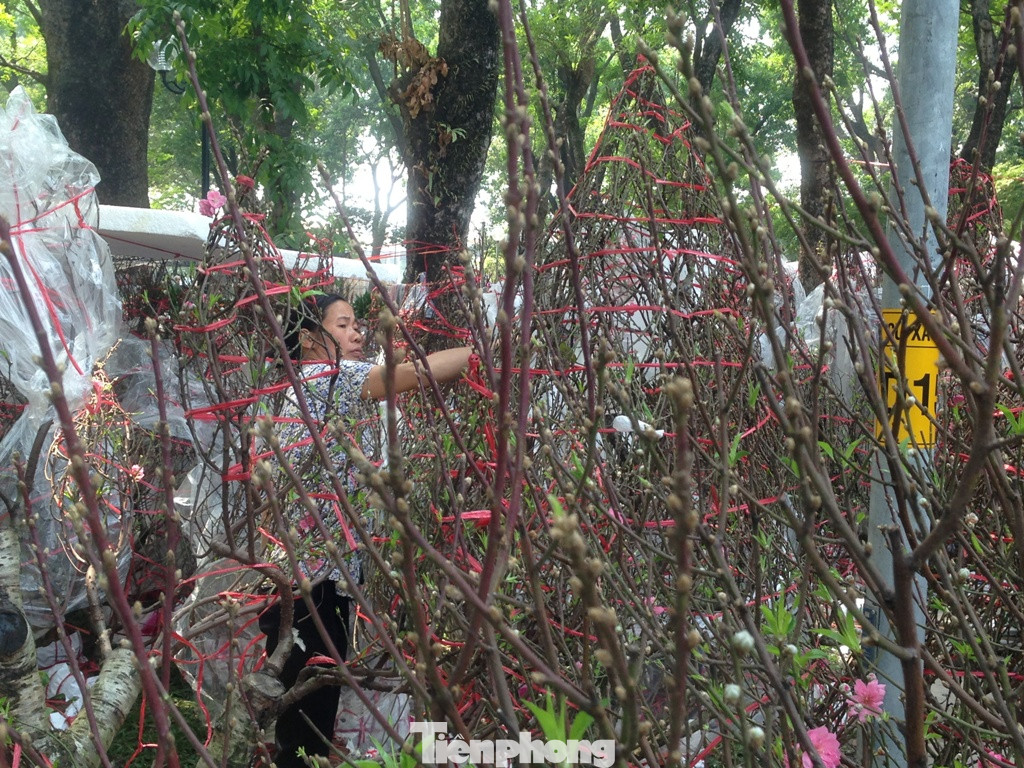 29 tết ở Sài Gòn: Đào bung sắc, sức mua rất chậm ảnh 3