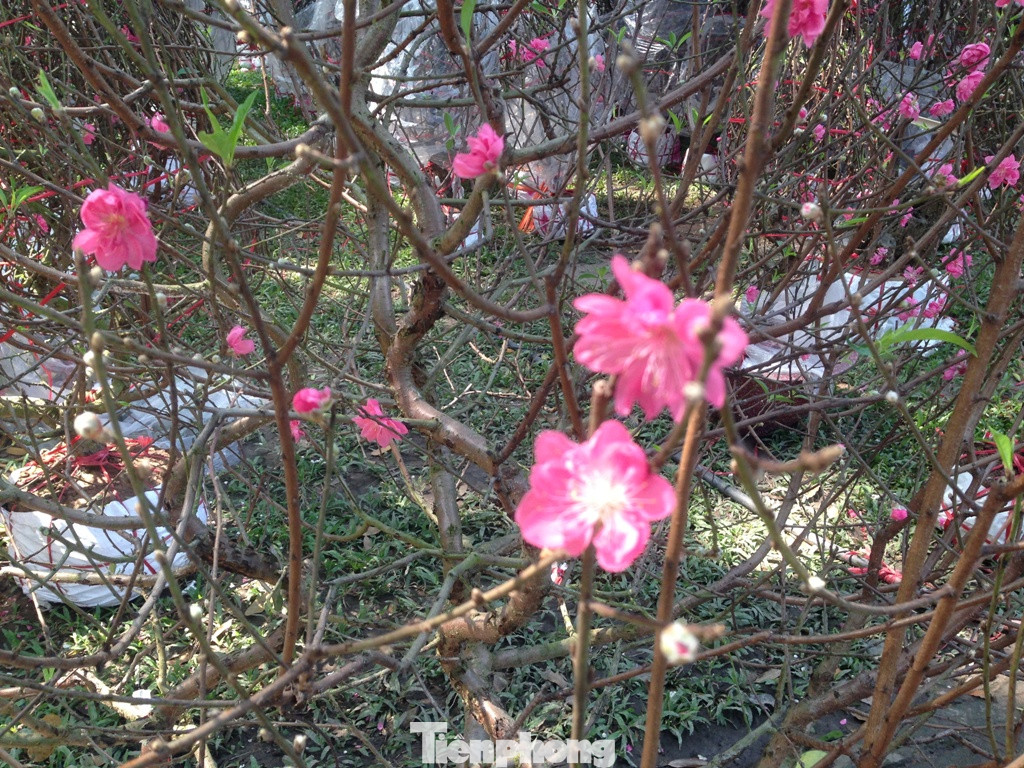 29 tết ở Sài Gòn: Đào bung sắc, sức mua rất chậm ảnh 5