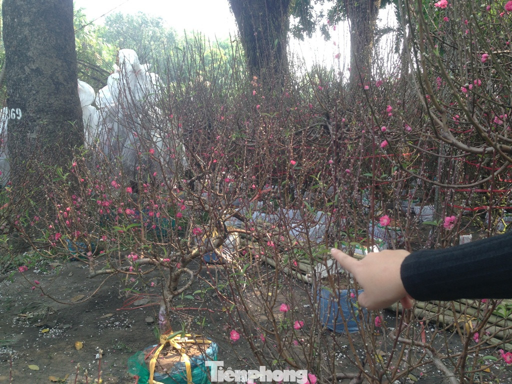 29 tết ở Sài Gòn: Đào bung sắc, sức mua rất chậm ảnh 4