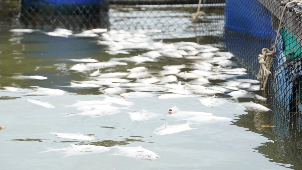 Mất hàng tỷ đồng vì cá chết bất thường trên sông Chà Và ảnh 1