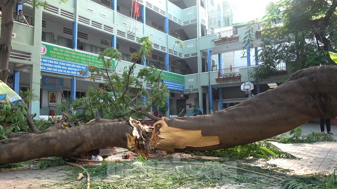 Sức khỏe 2 học sinh bị thương nặng nhất vụ cây đổ trong trường hiện thế nào? ảnh 2