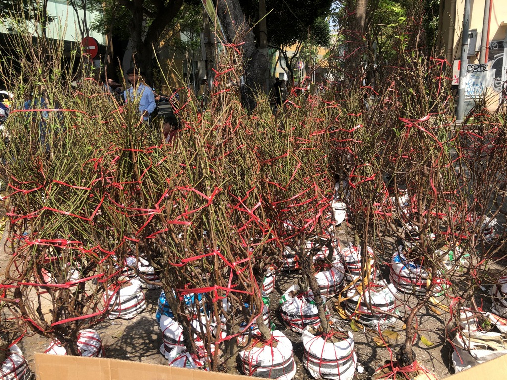 100 nghìn đồng 3 chậu cúc, khách vẫn kỳ kèo trước giao thừa ảnh 22