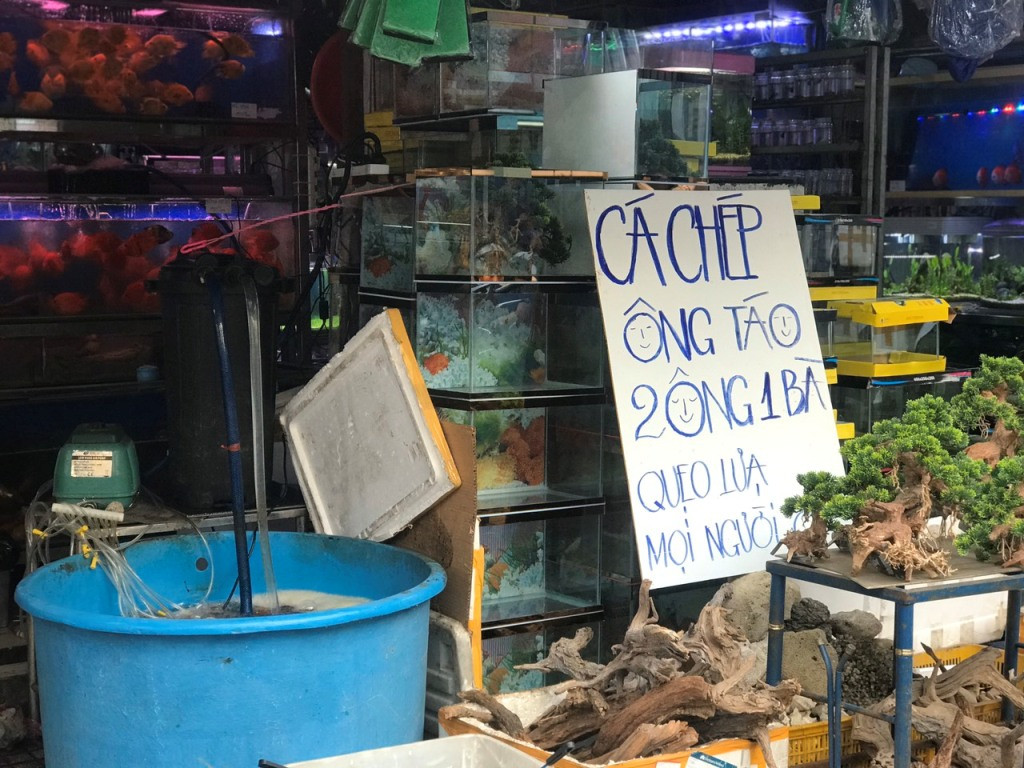 Chiều tối trước ngày 23 tháng Chạp, nhiều cửa hàng trưng biển mời mua cá chép. Cá chép đắt hàng trước ngày ông Công ông Táo ảnh 5