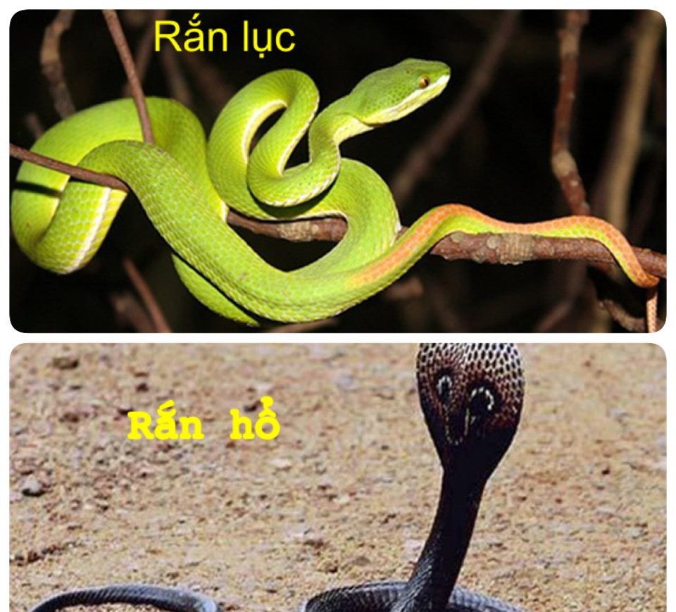 Nhiều trẻ phải thở máy, nguy kịch vì bị rắn cắn ảnh 1