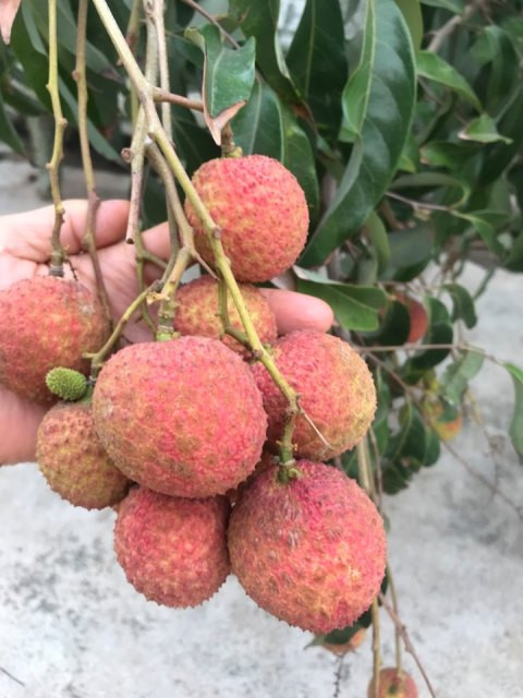 Vải đầu mùa, vừa ‘chào sân’ đã rớt giá ảnh 2