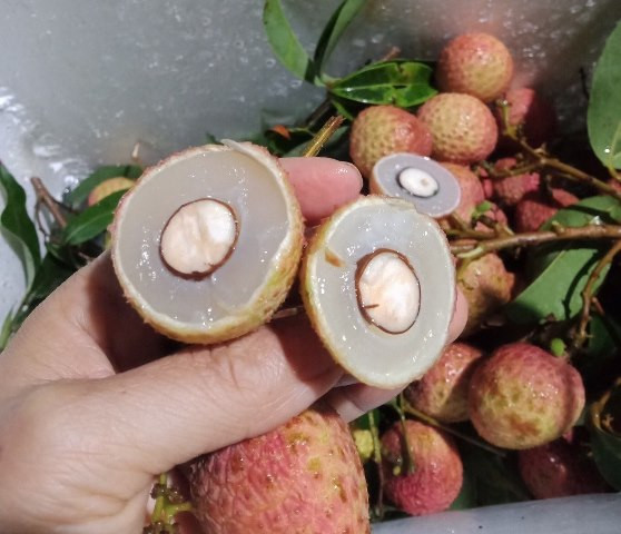 Vải đầu mùa, vừa ‘chào sân’ đã rớt giá ảnh 1