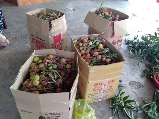 Vải đầu mùa, vừa ‘chào sân’ đã rớt giá ảnh 3