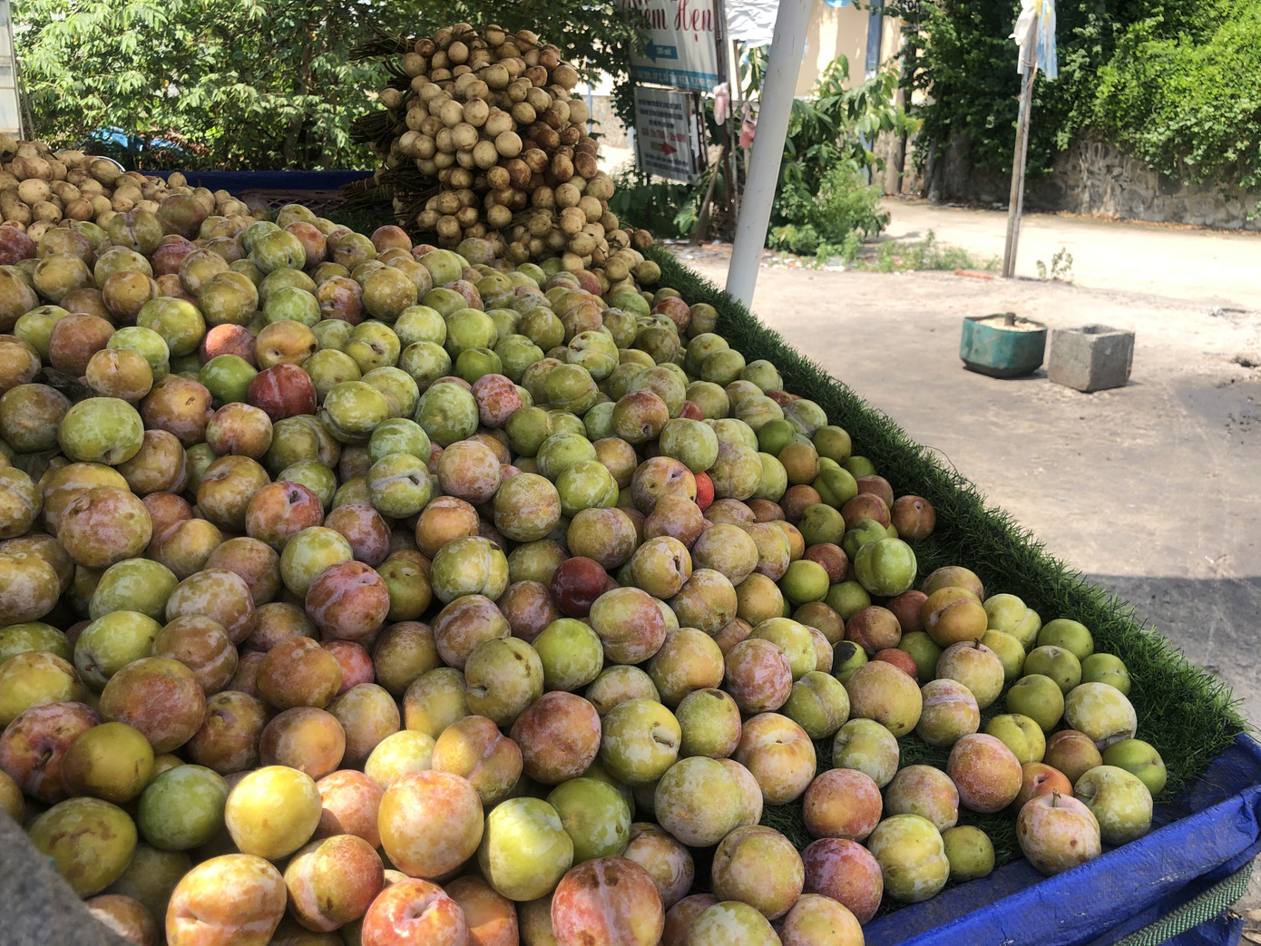 Đào Trung Quốc ngập chợ Sài Gòn ảnh 7