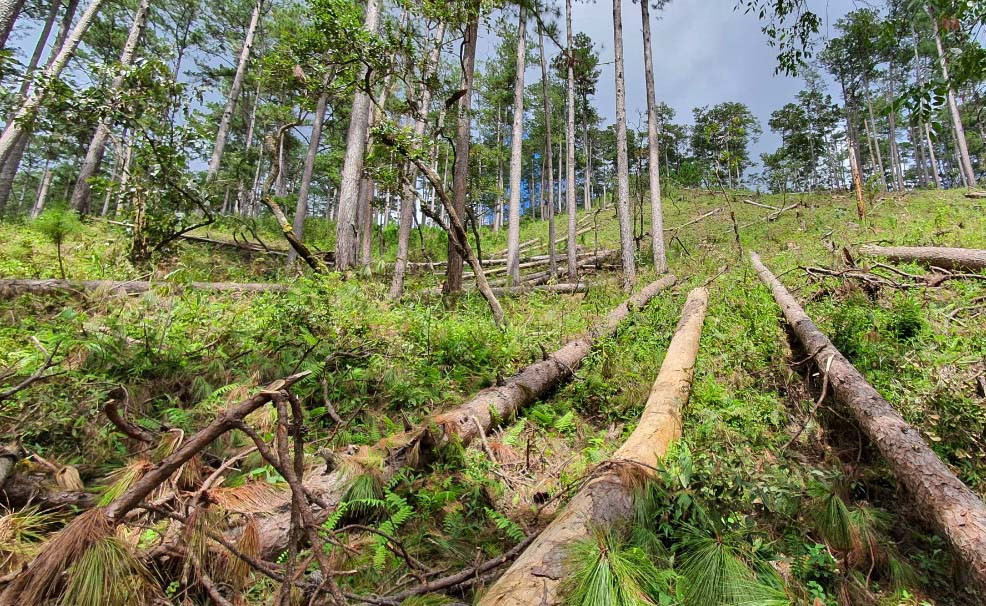 Chất lượng rừng tự nhiên chưa đạt yêu cầu phòng hộ ảnh 2