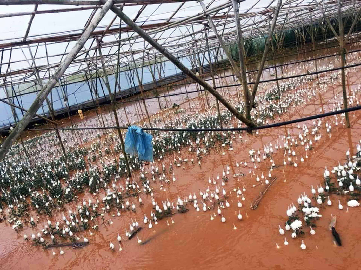 Nỗi sợ phát triển 'nóng' nhà kính ở Đà Lạt ảnh 4