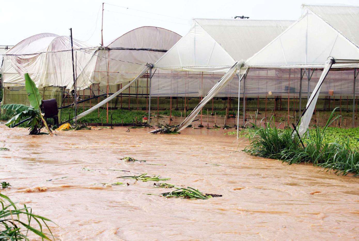 Nỗi sợ phát triển 'nóng' nhà kính ở Đà Lạt ảnh 3