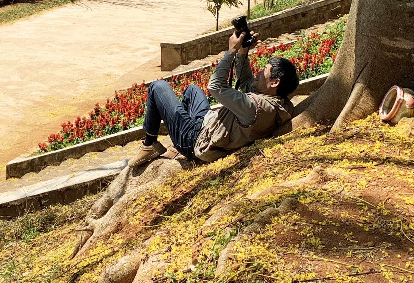 Ngẩn ngơ ngắm phượng vàng ‘tỏa nắng’ trên cao nguyên Lâm Đồng ảnh 5