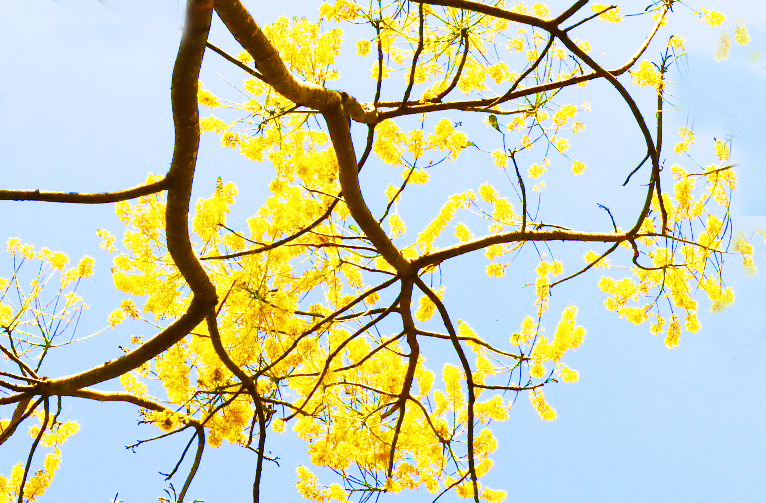 Ngẩn ngơ ngắm phượng vàng ‘tỏa nắng’ trên cao nguyên Lâm Đồng ảnh 1