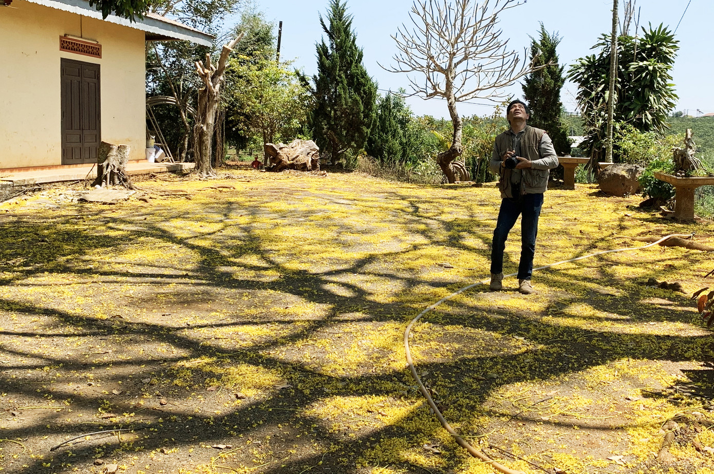 Ngẩn ngơ ngắm phượng vàng ‘tỏa nắng’ trên cao nguyên Lâm Đồng ảnh 3