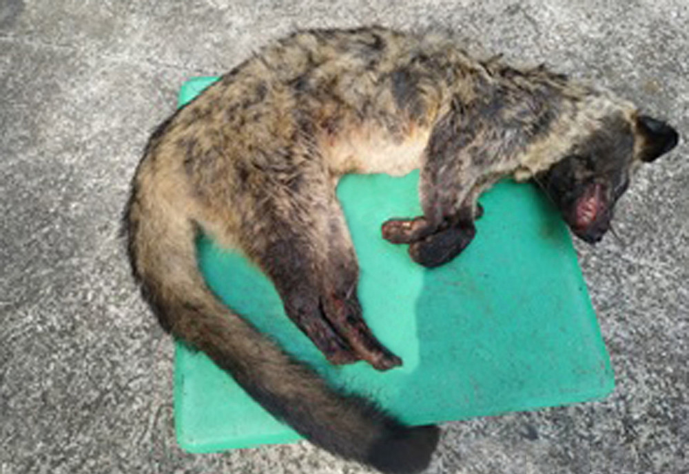 Bị phạt gần 300 triệu đồng vì vận chuyển 3 con thú quý hiếm ảnh 1