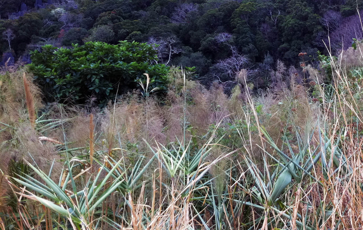 Nghỉ học vì dịch cúm, trẻ em nghèo vùng sâu theo người lớn đi hái 'lộc trời' ảnh 1