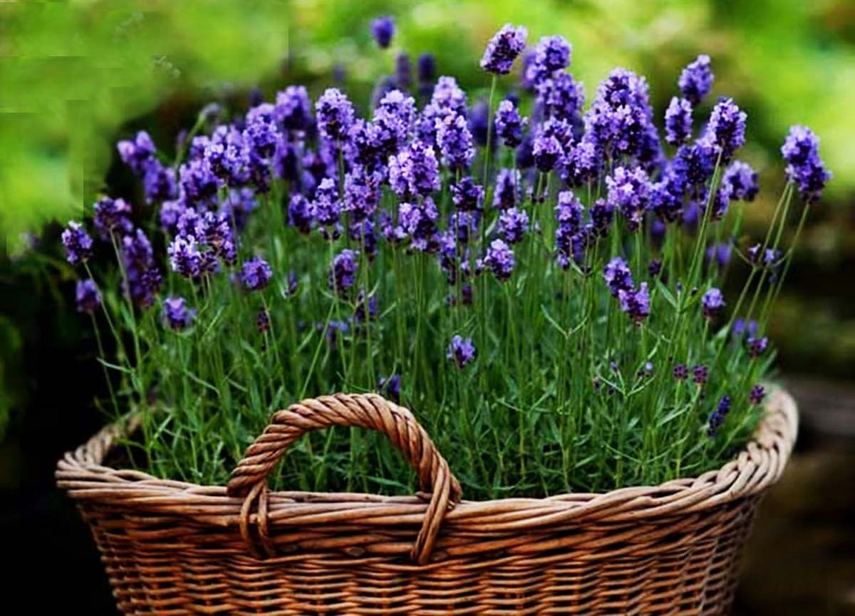 Bạn trẻ đến Đà Lạt ngắm đồi hoa oải hương thơm ngát, đẹp tựa trời Âu ảnh 7