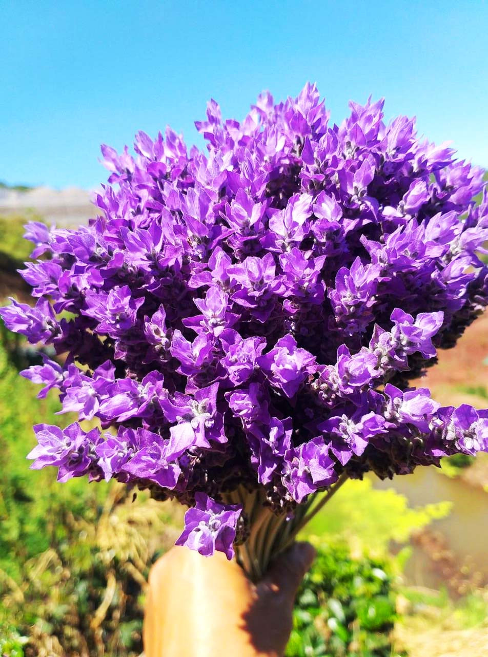 Bạn trẻ đến Đà Lạt ngắm đồi hoa oải hương thơm ngát, đẹp tựa trời Âu ảnh 3