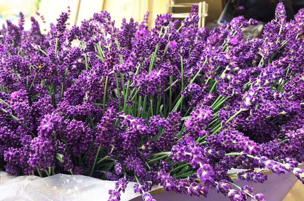 Bạn trẻ đến Đà Lạt ngắm đồi hoa oải hương thơm ngát, đẹp tựa trời Âu ảnh 5