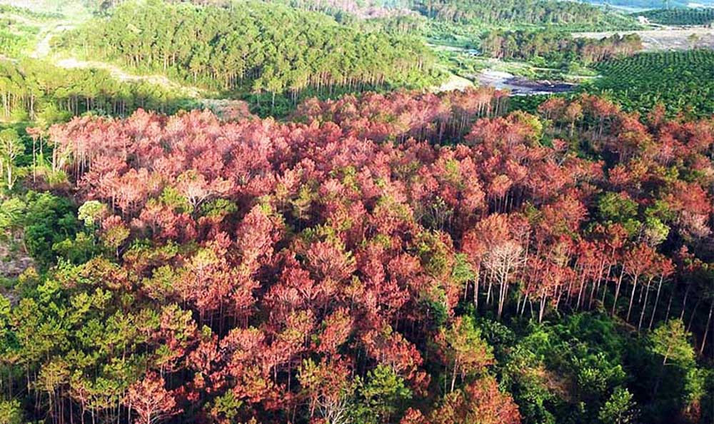 Đầu độc chết trắng 10 ha rừng thông, 7 bị cáo lãnh án ảnh 2