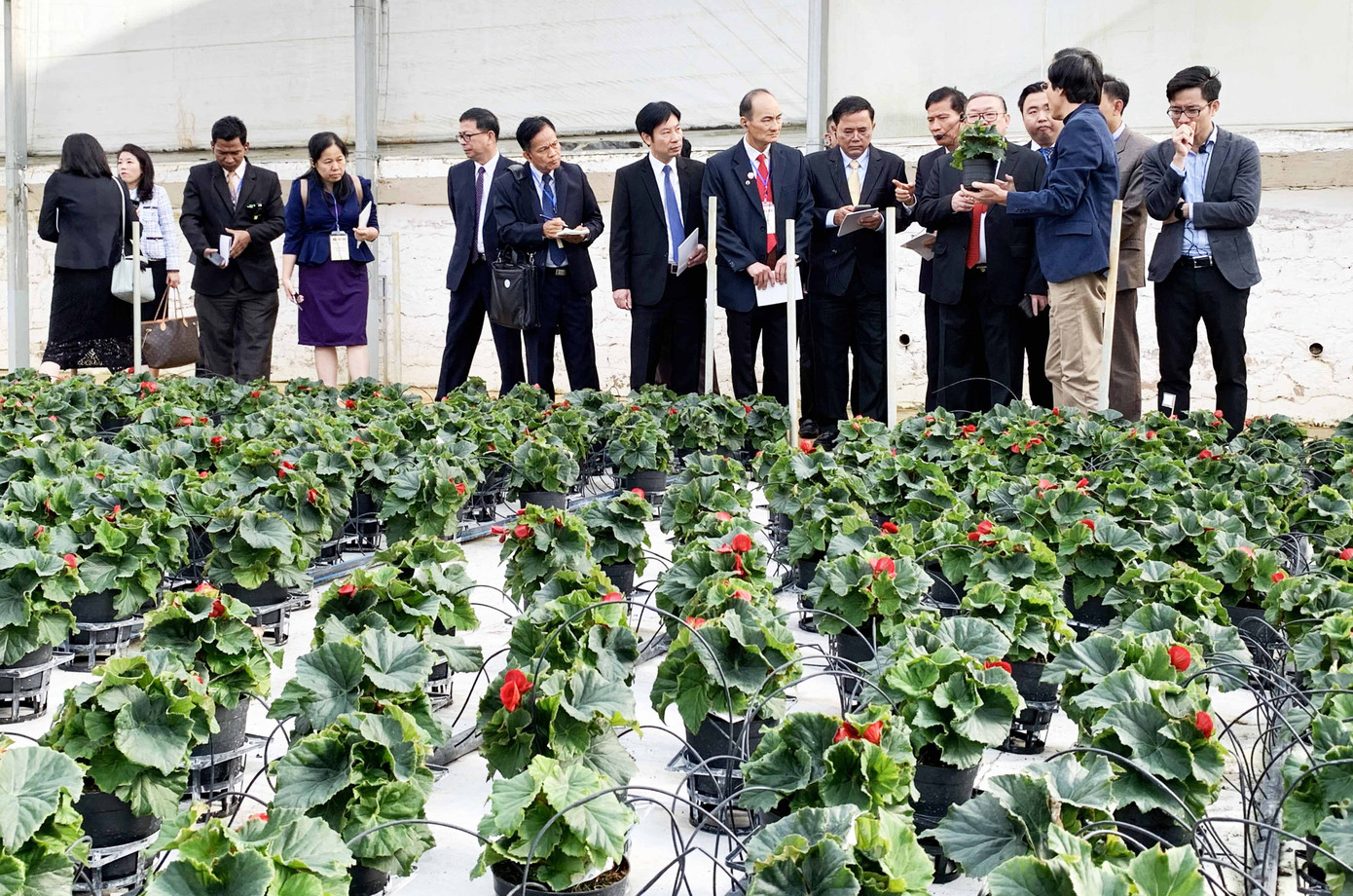 Lào, Campuchia học hỏi mô hình doanh nghiệp 'bắt tay' với hàng trăm hộ dân ảnh 1