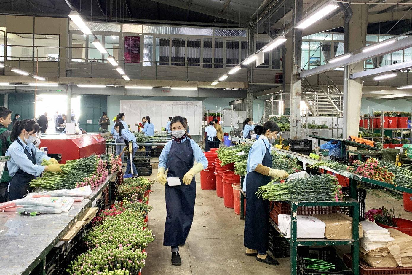 Lào, Campuchia học hỏi mô hình doanh nghiệp 'bắt tay' với hàng trăm hộ dân ảnh 2