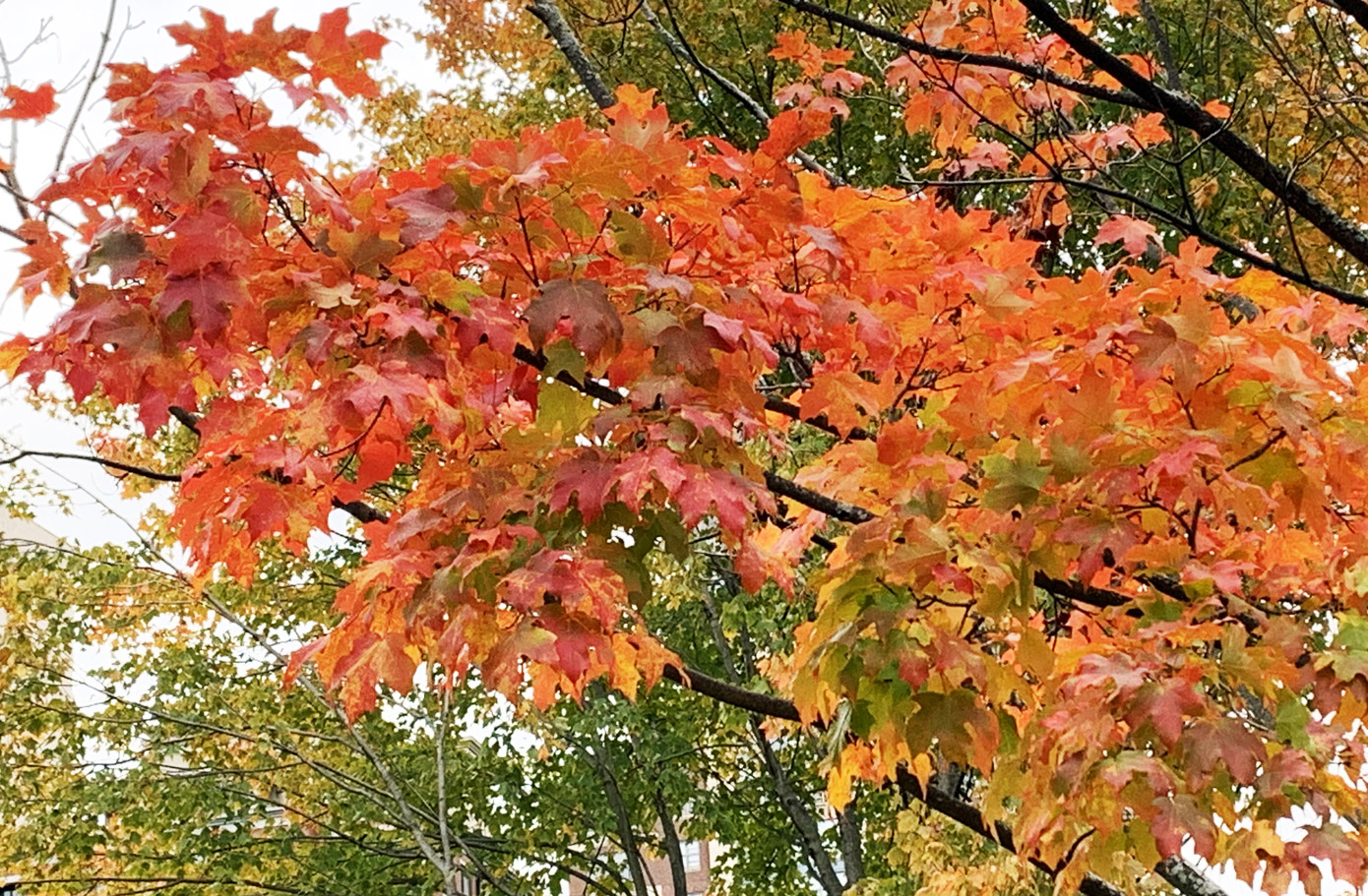 Đà Lạt mùa lá vàng, lá đỏ đẹp tựa trời Âu ảnh 3